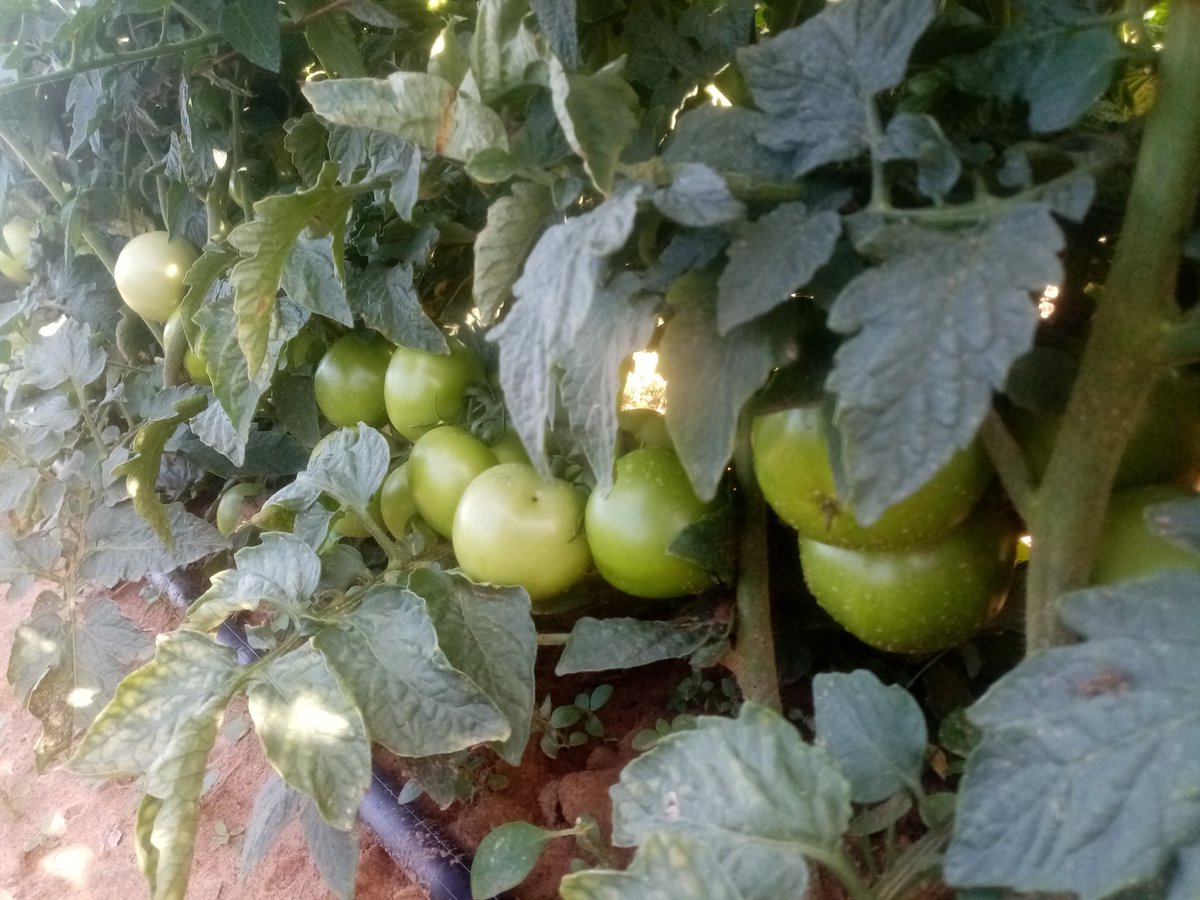 ChiparaJohn's tweet photo. @quadfresh @basera_john @PhiriDivah @onias_mlambo @wenceslous7 @Charterseeds @chamboko_donic @JoshuaKChipara @RussellNdoro  "chamboko chewaya" star 9009 is doing it again https://t.co/tik6kEuFg7