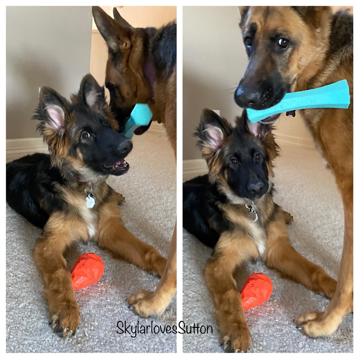 #Thatfeelingwhen you discover your big sister is basically a sour patch kid... #artofthesteal #giveandtake #gsdlife #puppyplay #floof