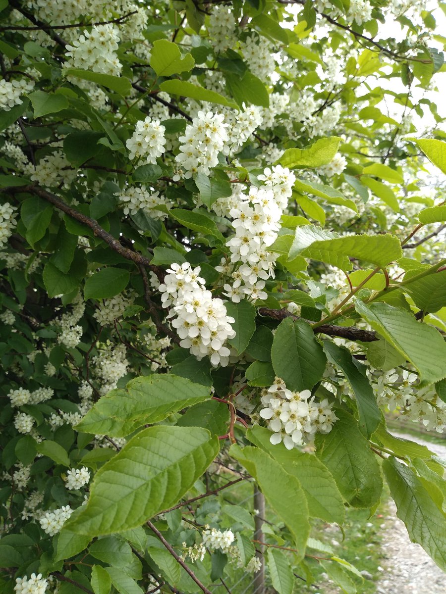 Wire fences are cheaper, easier to install and manage and often more effective than hedges. But a fence doesn't have flowers, give space for birds to nest, or provide any shelter to livestock. Here's some bird cherry, a bee magent, growing in a hedge at  @WildHaweswater