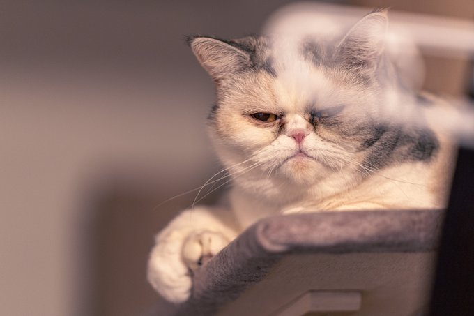 エキゾチックショートヘアのtwitterイラスト検索結果 古い順