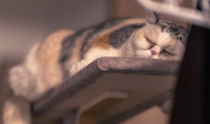 エキゾチックショートヘアのtwitterイラスト検索結果 古い順