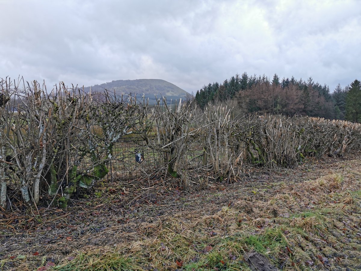 The decline in hedges was in part down to their direct removal, but also due to inappropriate management. When a hedge is managed only through regular flailing like this one, it's basically doomed.