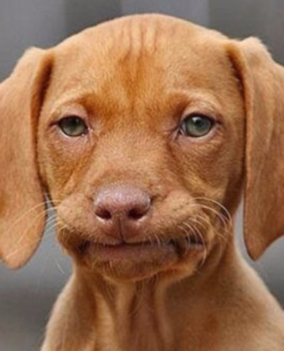 Dean Winchester/Jensen Ackles as puppies. The thread.