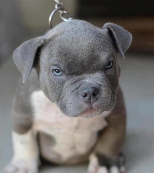 Dean Winchester/Jensen Ackles as puppies. The thread.