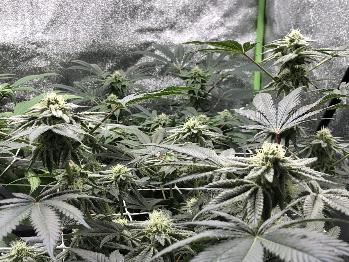 cannalukey's tweet photo. A bunch of buds hangin out, enjoying the morning. And I hope you are too. #TwitterBuds https://t.co/J6vOjW0mZC