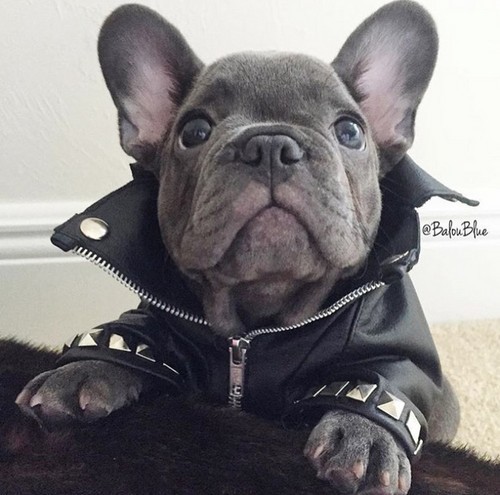 Dean Winchester/Jensen Ackles as puppies. The thread.