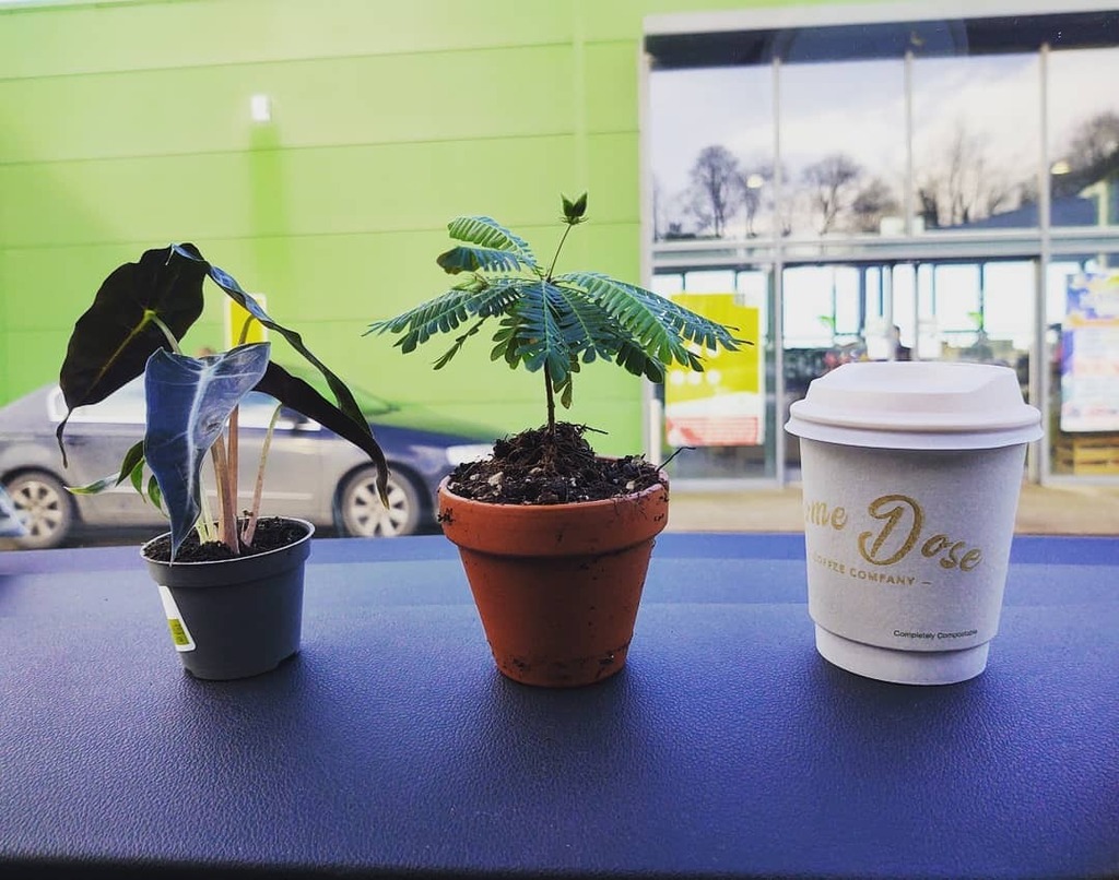 theelfyone's tweet photo. "I'll just have a look" 😁 can't resist a coffee from @some_dose or a new plant for my desk 🙈 https://t.co/XseNfFnFAG https://t.co/2VgLnRpDZo