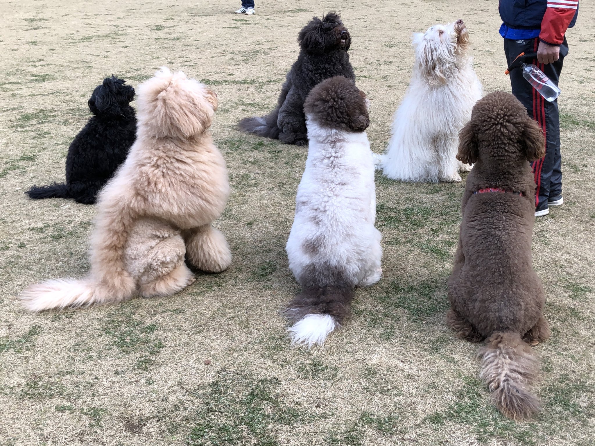 𝔸ℤ𝕌𝕊𝔸 ベンジーの生まれ故郷へ みんな同じ犬種だよ みんな違ってみんな可愛いね オーストラリアンラブラドゥードル Australianlabradoodle いぬのいる暮らし レイクウッズガーデン ひめはるの里 T Co Spgpryxmpr Twitter