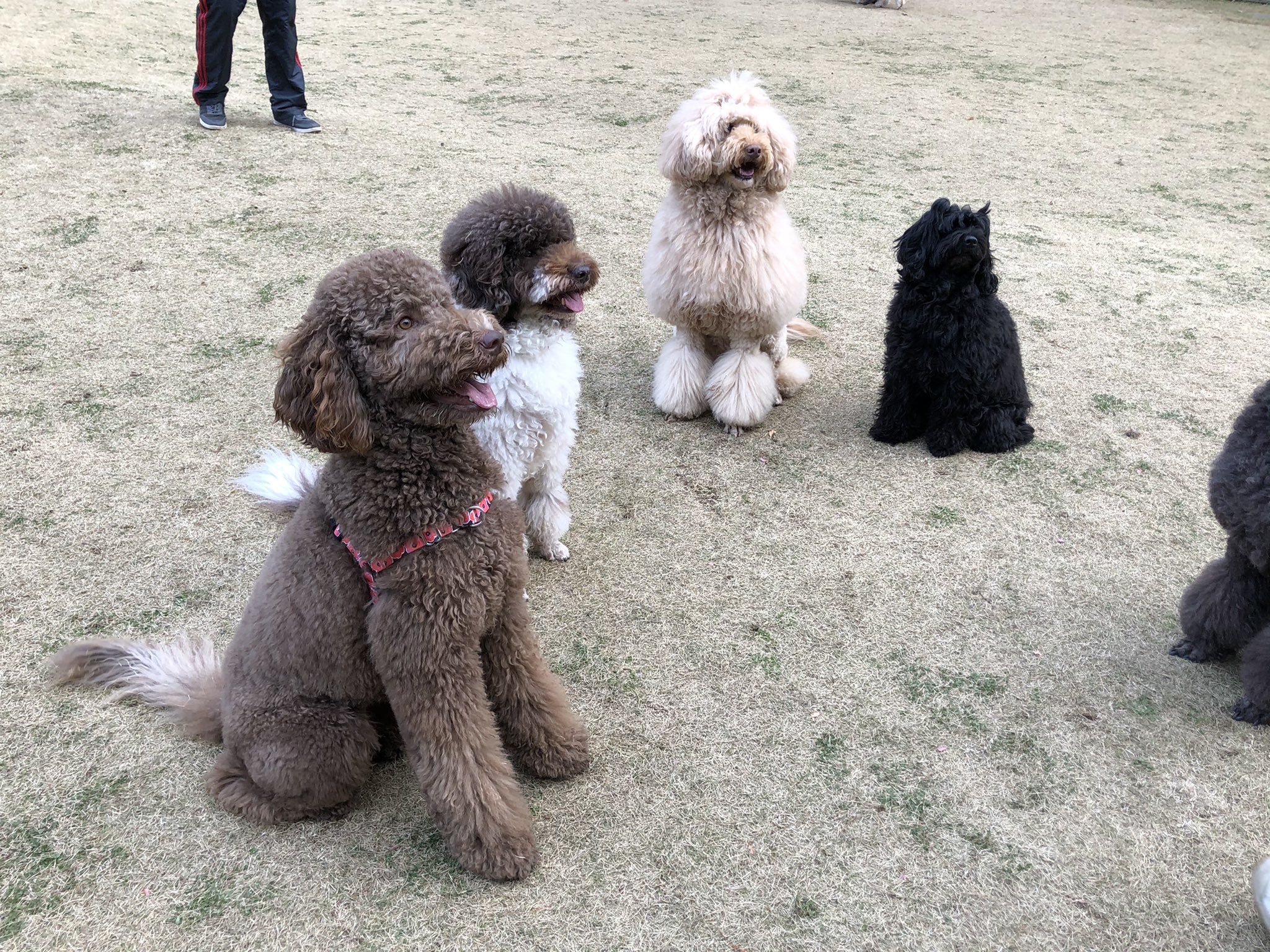 𝔸ℤ𝕌𝕊𝔸 ベンジーの生まれ故郷へ みんな同じ犬種だよ みんな違ってみんな可愛いね オーストラリアンラブラドゥードル Australianlabradoodle いぬのいる暮らし レイクウッズガーデン ひめはるの里 T Co Spgpryxmpr Twitter