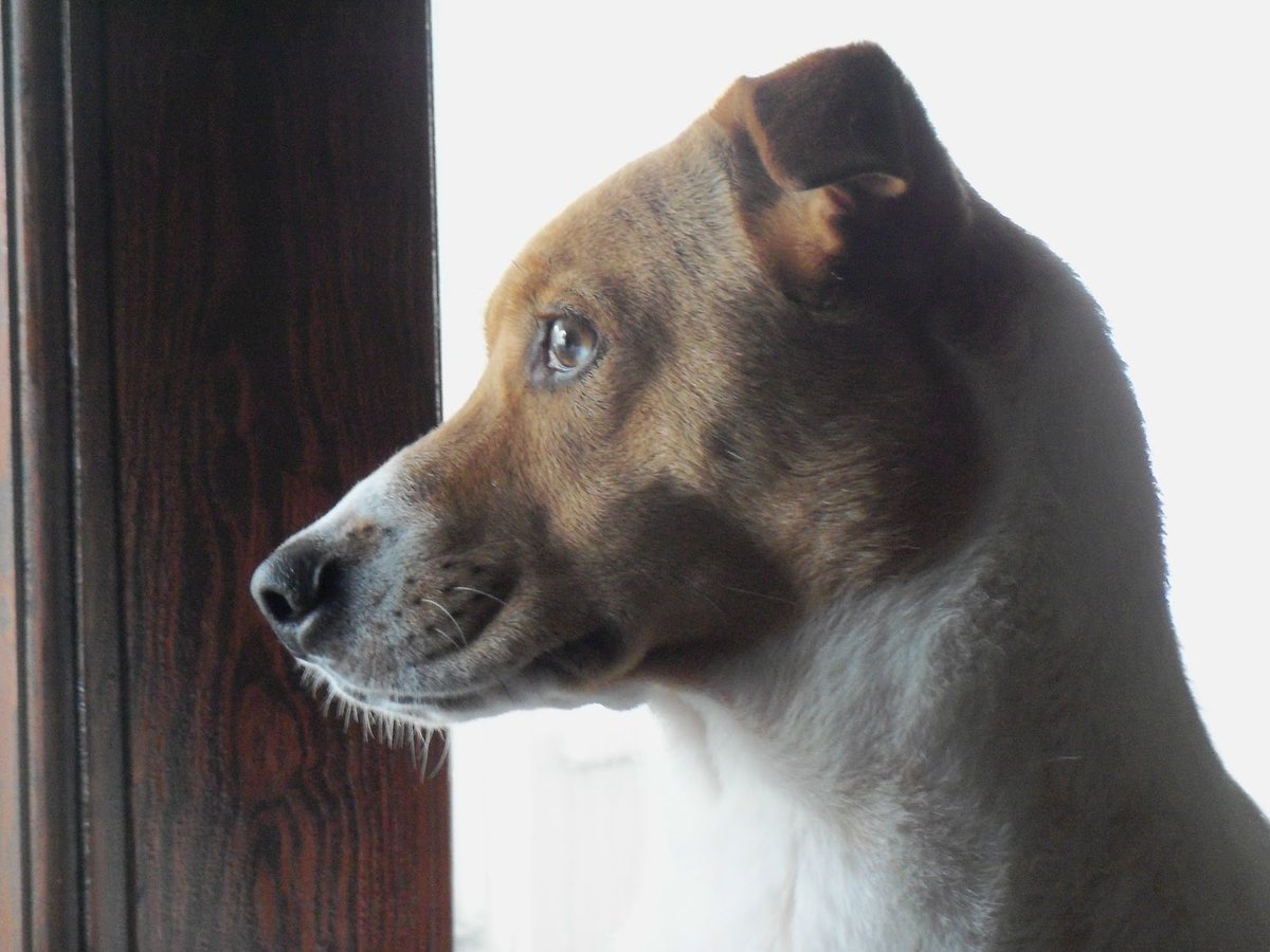 Dean Winchester/Jensen Ackles as puppies. The thread.