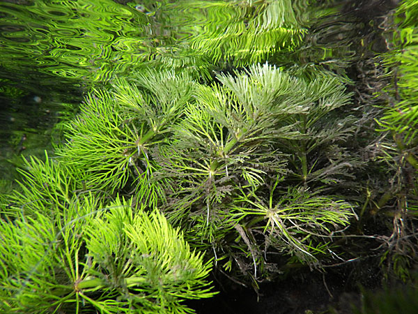 チャイロカワモズク Twitter Search Twitter チャイロカワモズク Twitter Search Twitter