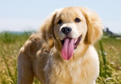 Dean Winchester/Jensen Ackles as puppies. The thread.