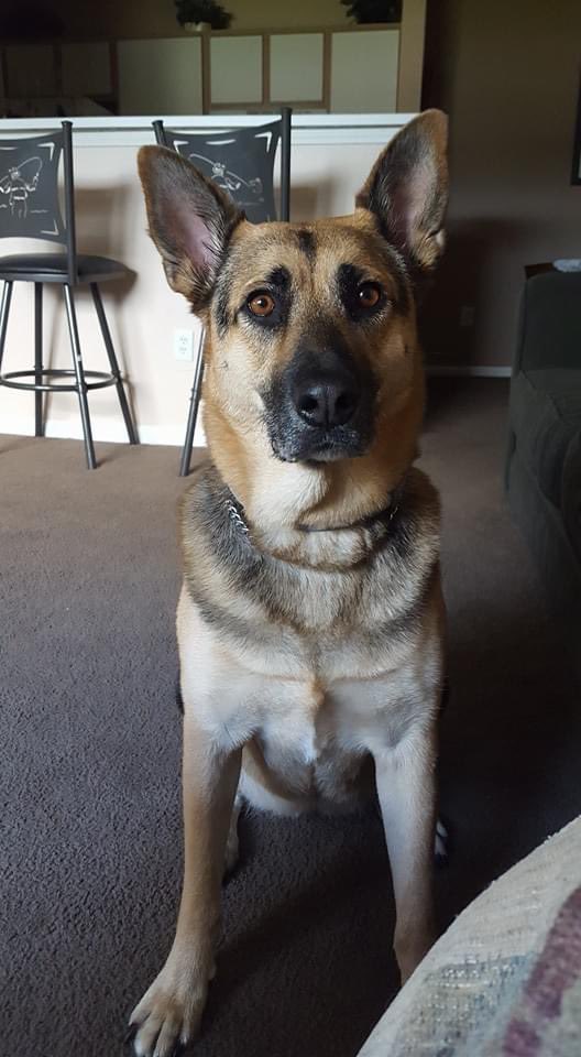 RKOMYRO's tweet photo. @budweiserusa @dog_rates Sadie #Pupweiser https://t.co/42yayzHDbF