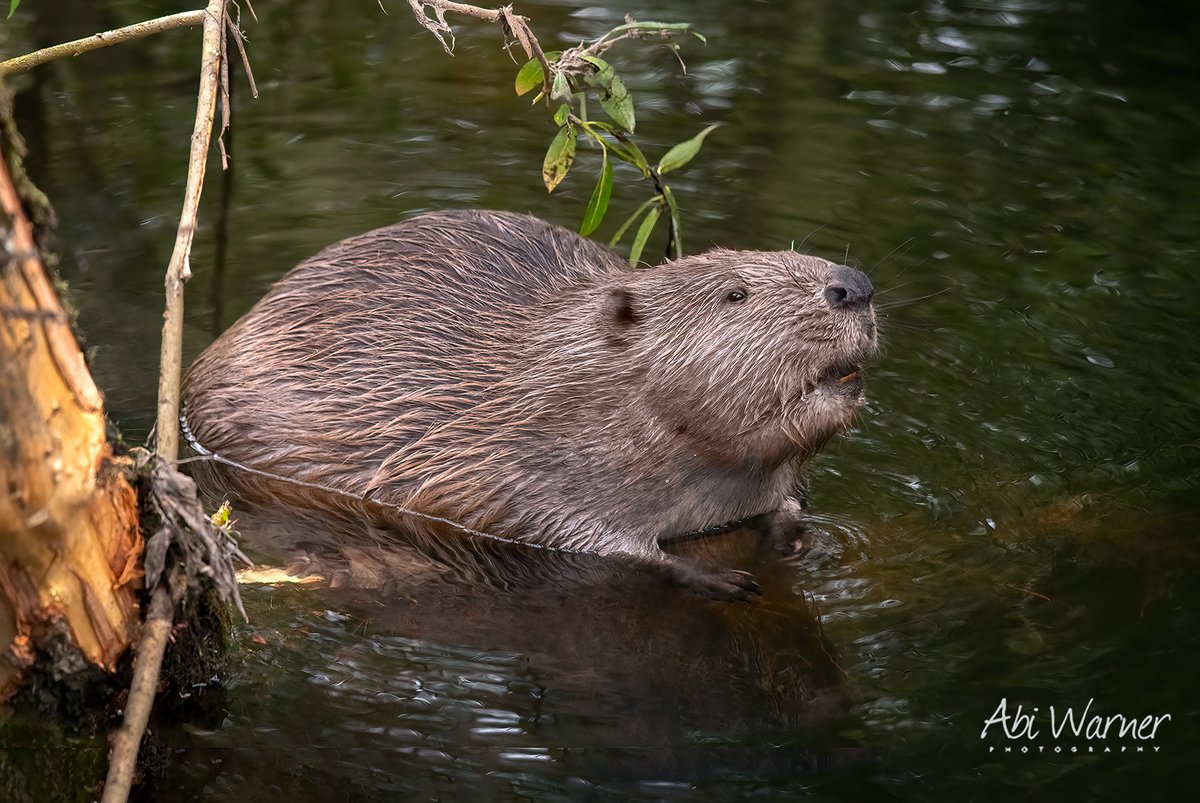 A wonderful Beaver in a Perthshire river. Scotland. 
#ProtectBeavers #SaveBeavers #movedontkill #TwitterNatureCommunity #Beaver #naturelover #naturephotographer