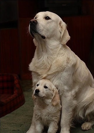 Dean Winchester/Jensen Ackles as puppies. The thread.