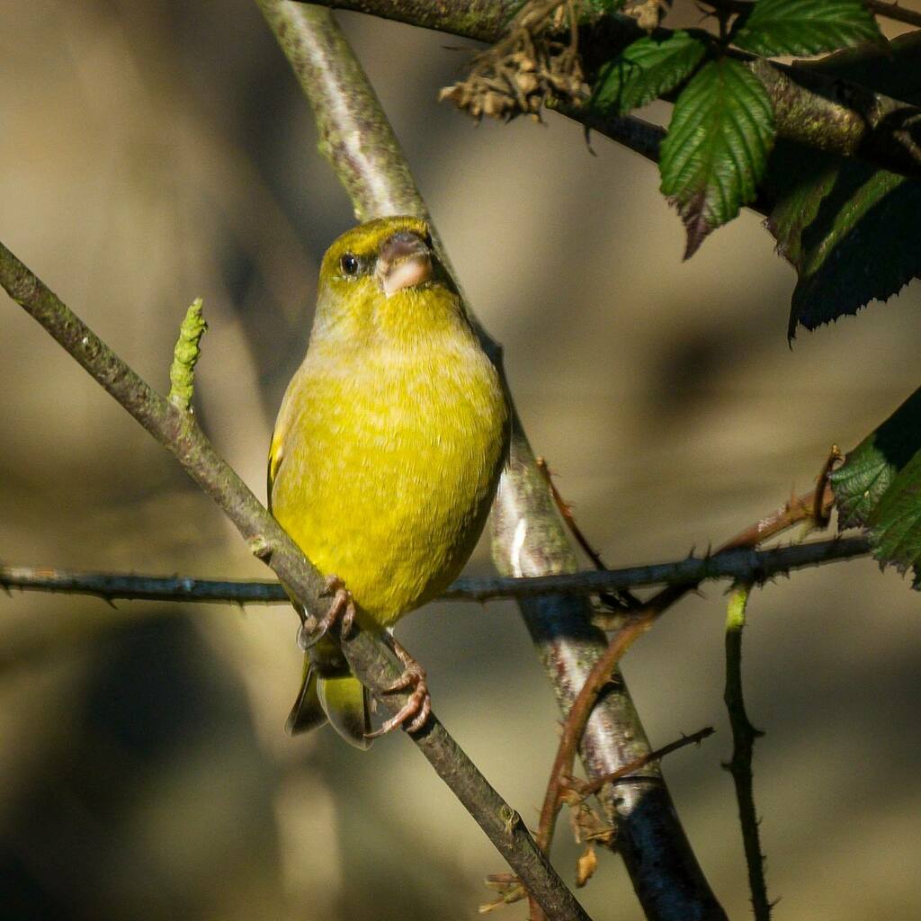 Heute hatten wir einen oder besser zwei besondere Gäste. Zwei Grünfinken hatten sich eingefunden.

.
.
.

#natur #nature #natuurfotografie #lightroom #fujifilm #fujifilmglobal #fujifilmxt3  #vogel #bird #vogelfotografie #birdphotography #instabird #natuu… instagr.am/p/CI_DUWlgIKJ/