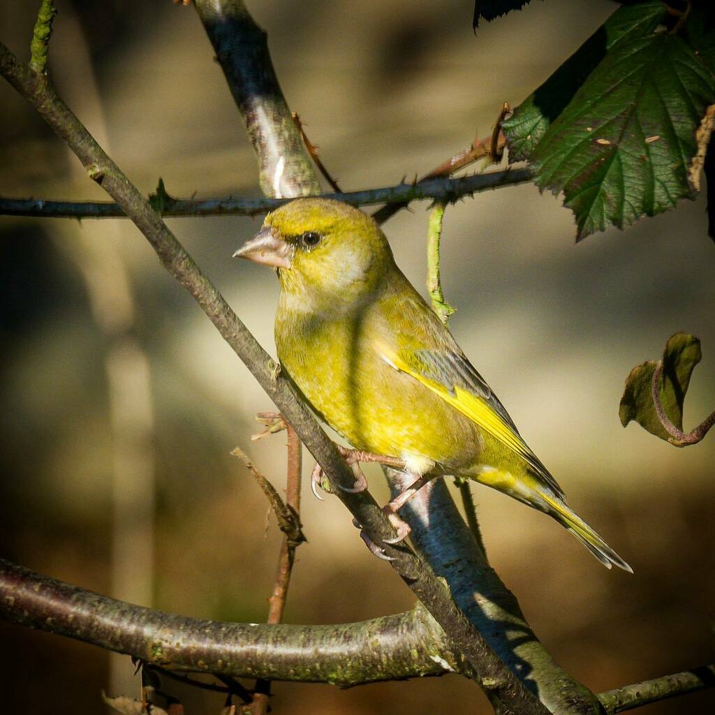 Heute hatten wir einen oder besser zwei besondere Gäste. Zwei Grünfinken hatten sich eingefunden.

.
.
.

#natur #nature #natuurfotografie #lightroom #fujifilm #fujifilmglobal #fujifilmxt3  #vogel #bird #vogelfotografie #birdphotography #instabird #natuu… instagr.am/p/CI_DbLUgSiY/