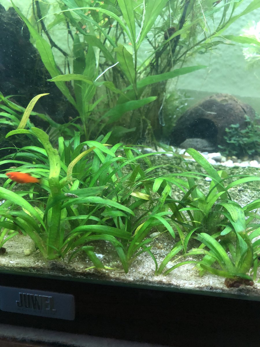 KNinchen4's tweet photo. #Aquarium https://t.co/kSgswWYAJL