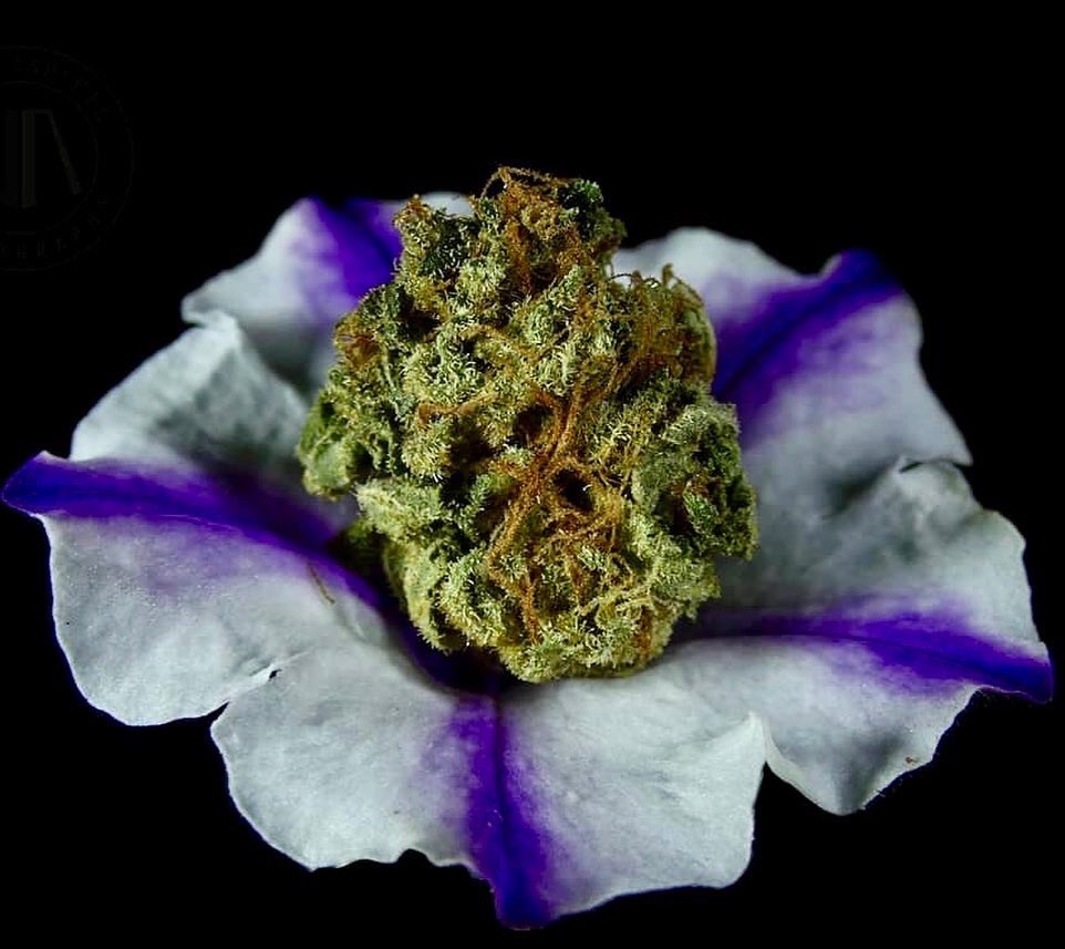 revistaTHC's tweet image. 🌺 MAGIA FLORAL 🌺
💚 El cannabis es una de las plantas más amadas.
📷 Las fotos de Urban Aspects Photography captan un momento de admiración en la que los cogollos se relacionan con otras flores en la perfecta armonía de la naturaleza.
🌻 ¿Cuál es tu flor favorita? 🌻