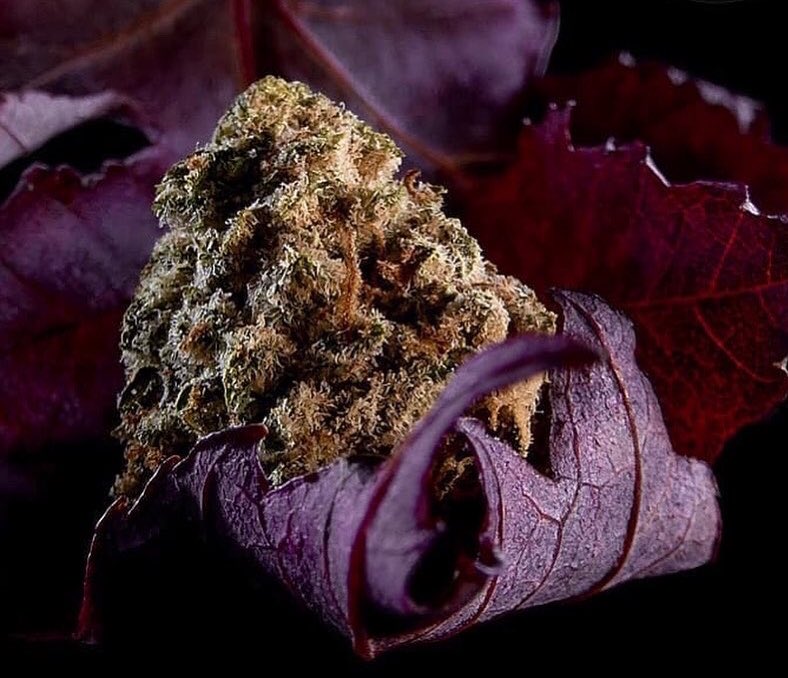revistaTHC's tweet image. 🌺 MAGIA FLORAL 🌺
💚 El cannabis es una de las plantas más amadas.
📷 Las fotos de Urban Aspects Photography captan un momento de admiración en la que los cogollos se relacionan con otras flores en la perfecta armonía de la naturaleza.
🌻 ¿Cuál es tu flor favorita? 🌻