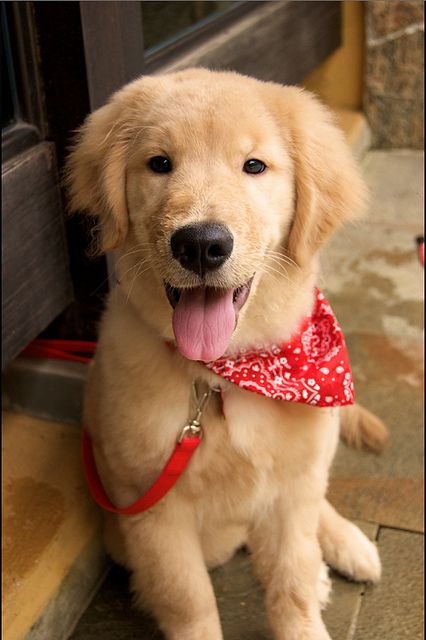 Dean Winchester/Jensen Ackles as puppies. The thread.