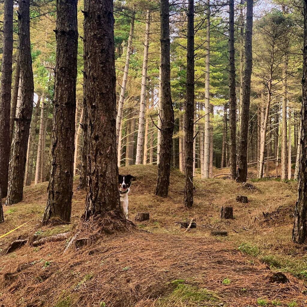 FoundLove_Blog's tweet image. When the puppy decides to play hide and go seek. 😂🌳👀🐾 instagr.am/p/CI_DXB8BWSW/