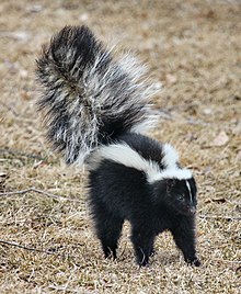 Skunks are dogs Opossums are cats