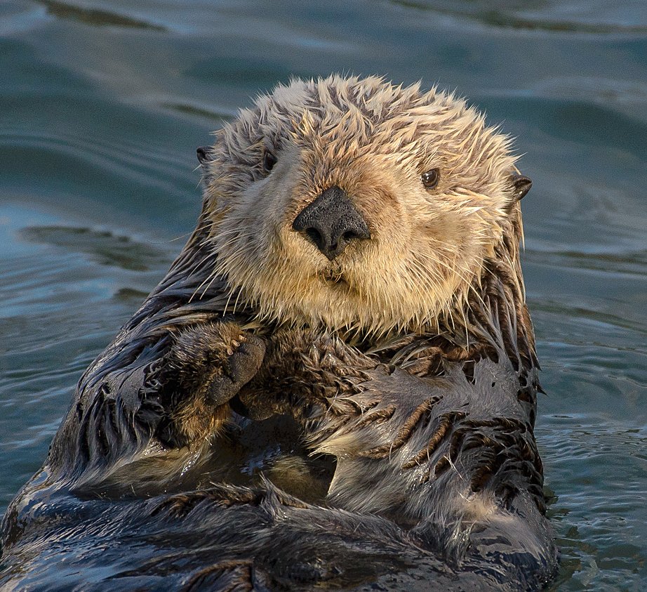 Marine otters are dogs Riverine otters are cats