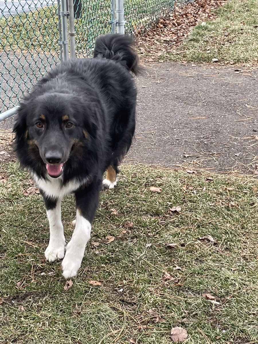 busy_bettyllc's tweet photo. Say hello to Jett! Our newest Pet Sitting Client! #busybettyllc #petsitting #petsittingservices #personalassistantservices #conciergeservices
Busy Betty picks up where you leave off! 🖤 https://t.co/e9McBhVrky