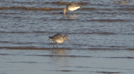 Wes_E_Payne's tweet photo. I resighted this #BlackTailedGodwit at #Pyewipe on the #Humber earlier this month. Ringed as a juvenile in the @MontroseBasin in 2015 this was its first sighting in eastern 
England, although it's previously been on the Dee and down to @WWTSlimbridge! https://t.co/uMKSxNJ2qR