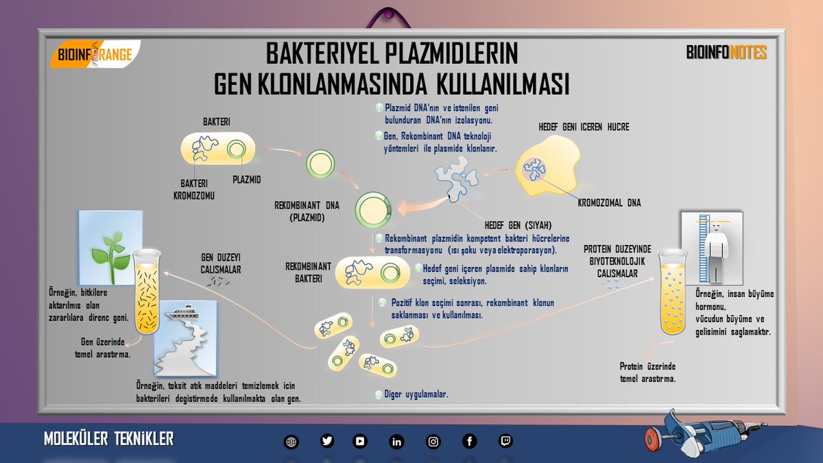 bioinforange's tweet photo. #bioinfonotes kapsamında, Rekombinant DNA teknolojisinde bir çok farklı amaç için yaygın olarak kullanılmakta olan bakteriyel plazmidler ve kullanım yöntemleri hakkında bir bilgi görseli paylaşılmıştır. #plazmid #rekombinantDNAteknolojisi #biyoteknoloji #bilimlekalalım https://t.co/2if37KvTOD