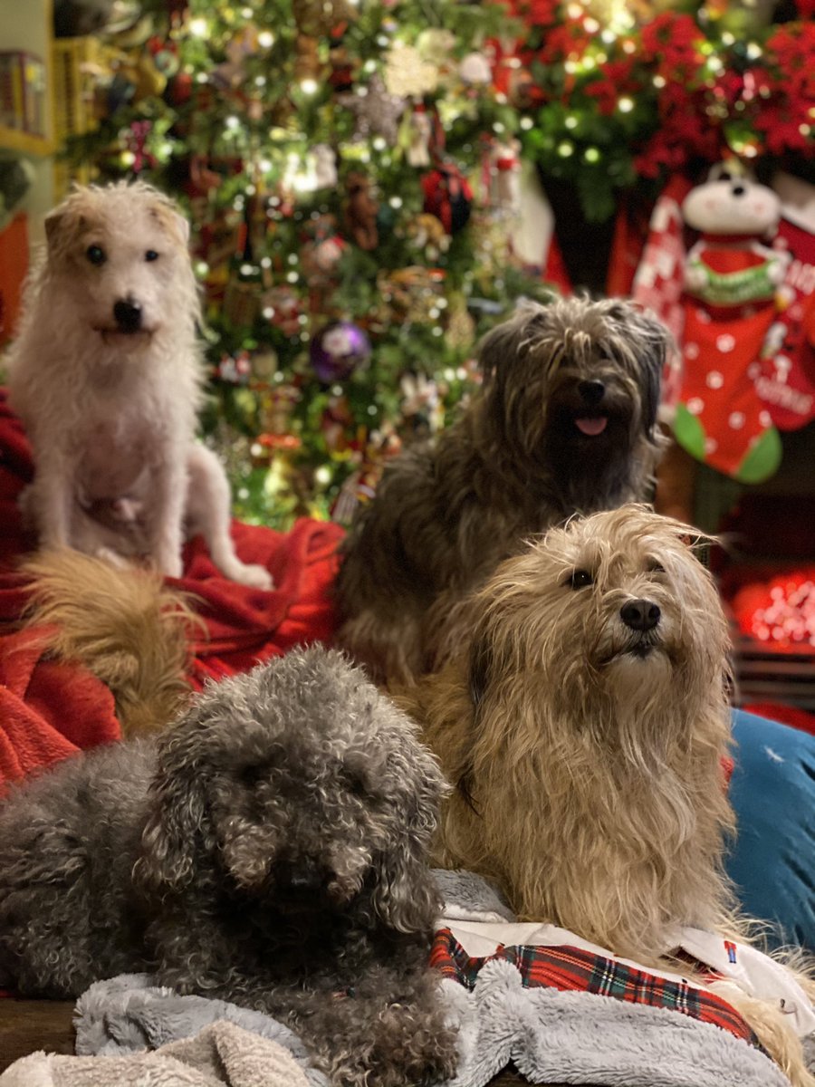 BeThatDog's tweet photo. Christmas photo time! Merry Christmas from all of us to all of you. Stay safe everyone 🥰💖 #Christmas2020 #ChristmasTrees #Christmas https://t.co/0P5ABBlqrq