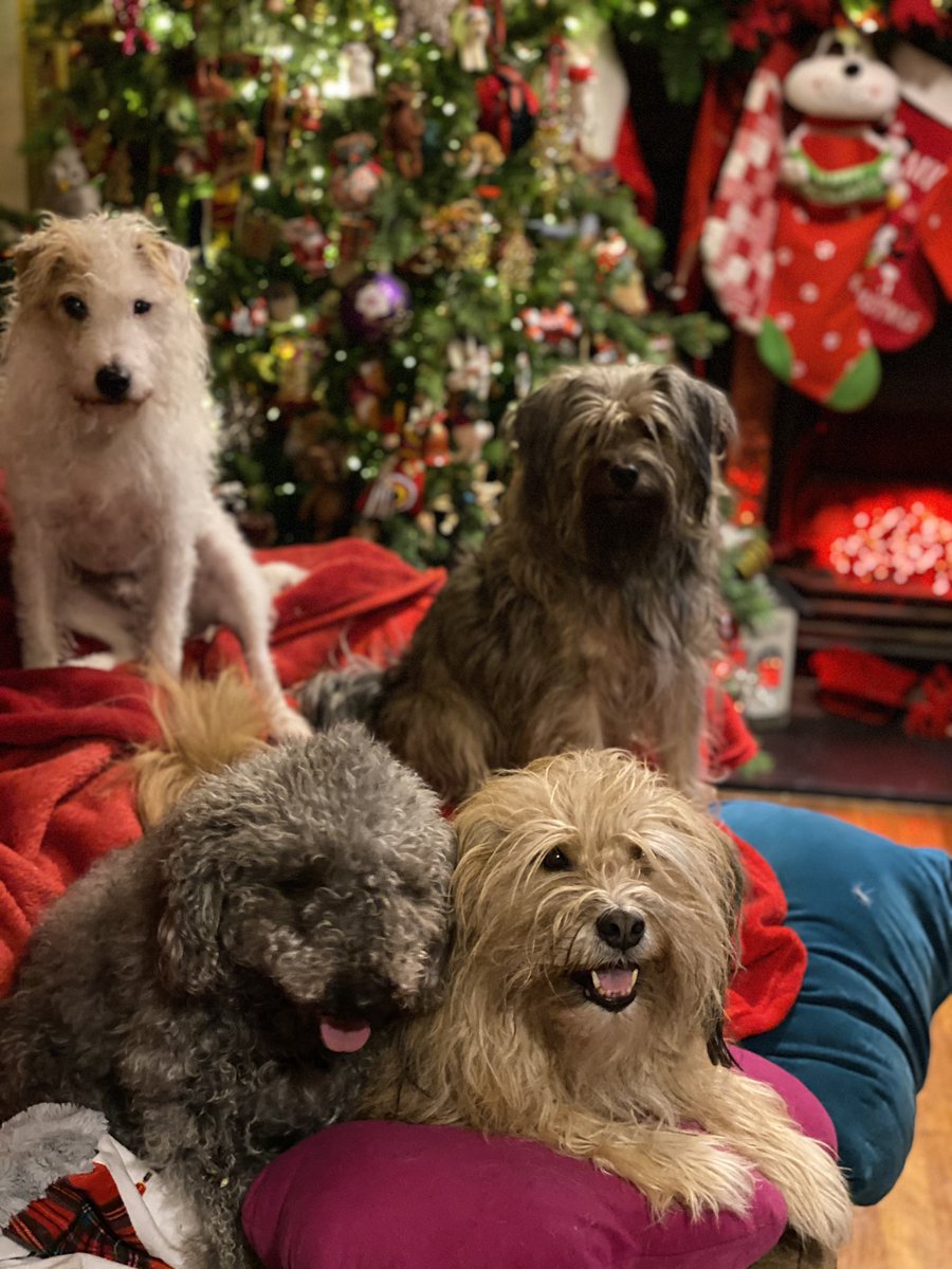 BeThatDog's tweet photo. Christmas photo time! Merry Christmas from all of us to all of you. Stay safe everyone 🥰💖 #Christmas2020 #ChristmasTrees #Christmas https://t.co/0P5ABBlqrq