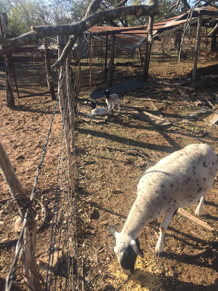 MarkSwtsu90's tweet photo. On the 7th day of Christmas, 7 dorper lambs! 🎄🎁 https://t.co/6uZOXiPwth