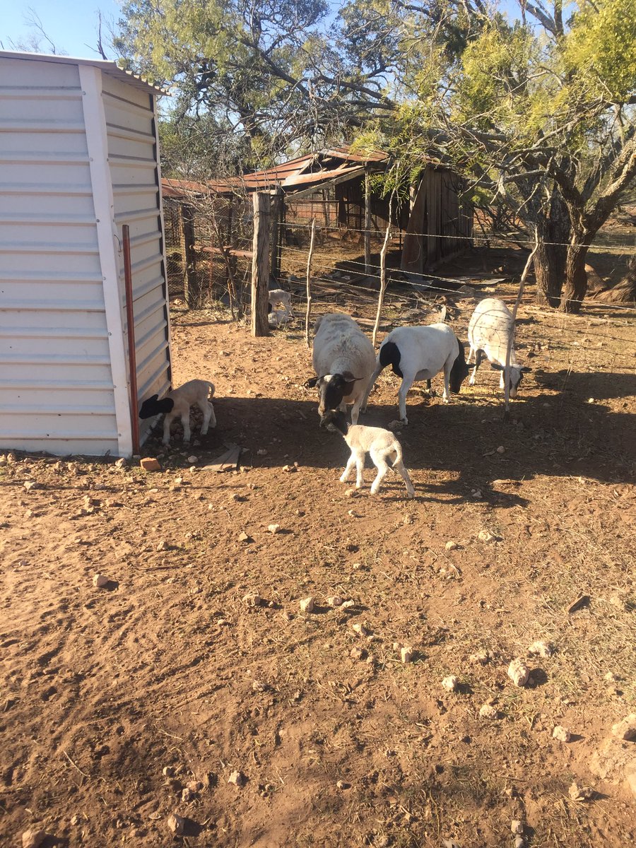 MarkSwtsu90's tweet photo. On the 7th day of Christmas, 7 dorper lambs! 🎄🎁 https://t.co/6uZOXiPwth