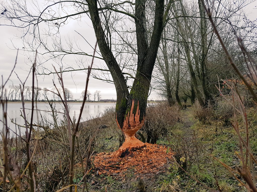 hoekzema59's tweet photo. https://t.co/vg4ZjMIaIm erg nijvere bevers gaan tot het gaatje .. #beavershot te #bisonbaai #ooij #nijmegen https://t.co/WrblbiB2Un