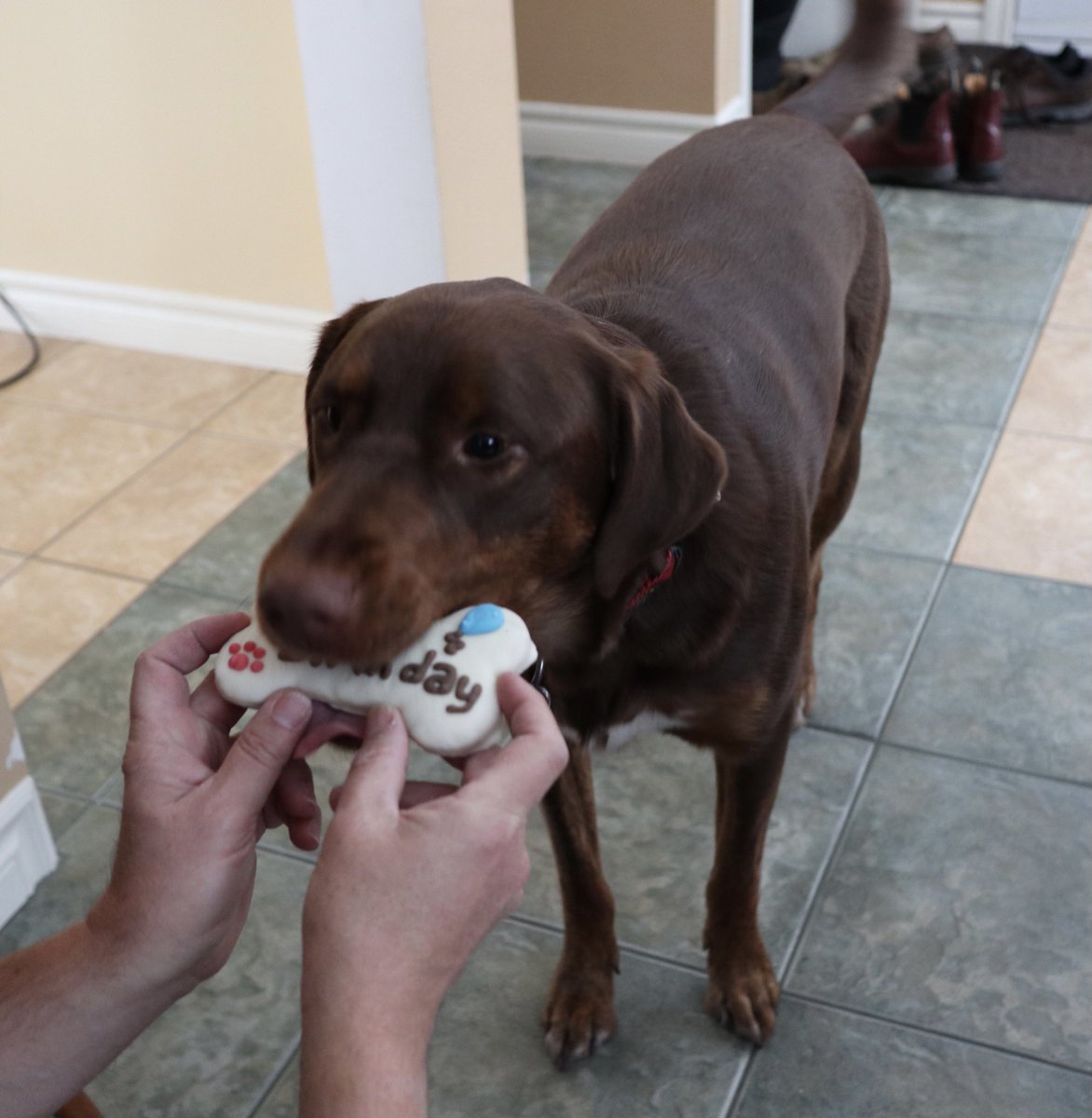  #2020gratitudeMy dog! His birthday is today! He’s 2. He got a birthday cookie. (And 20 min later he still hasn’t eaten it.)