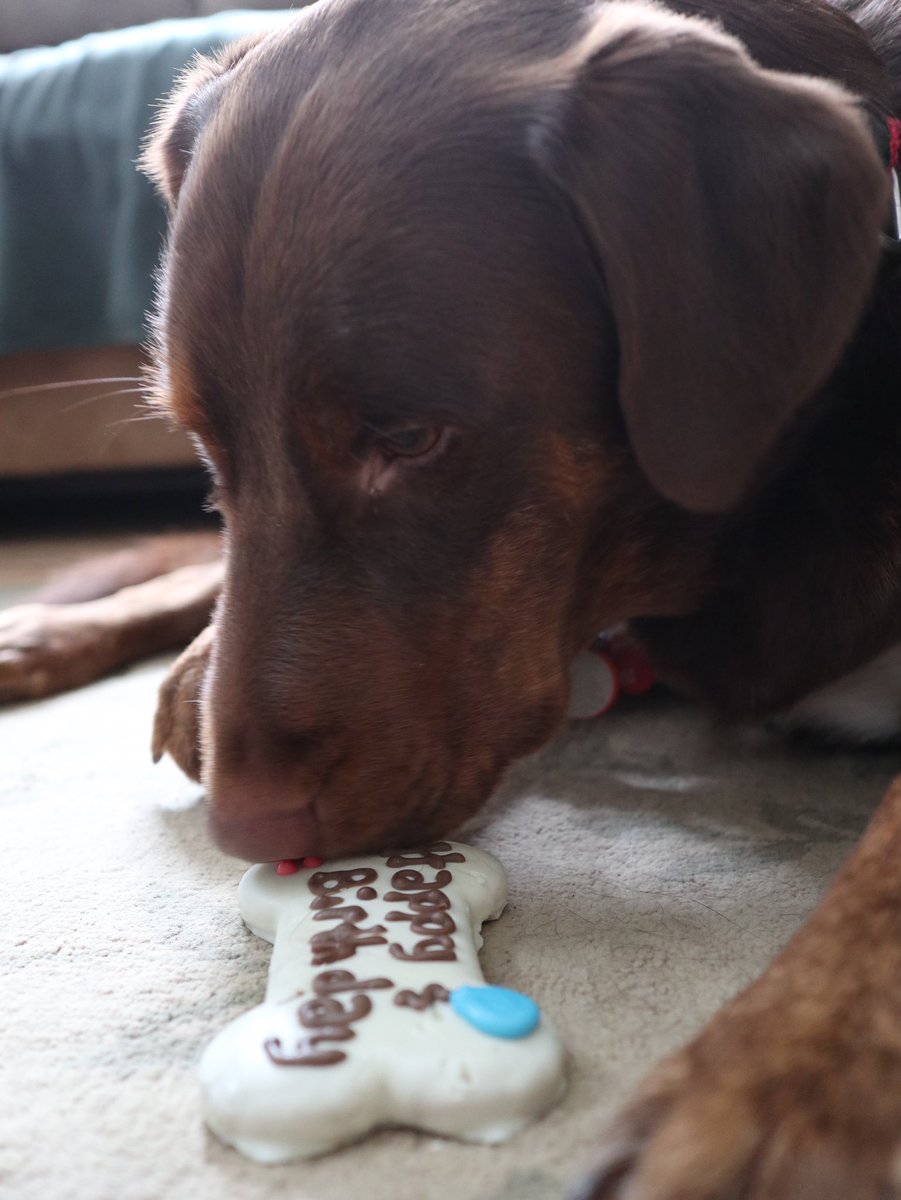  #2020gratitudeMy dog! His birthday is today! He’s 2. He got a birthday cookie. (And 20 min later he still hasn’t eaten it.)