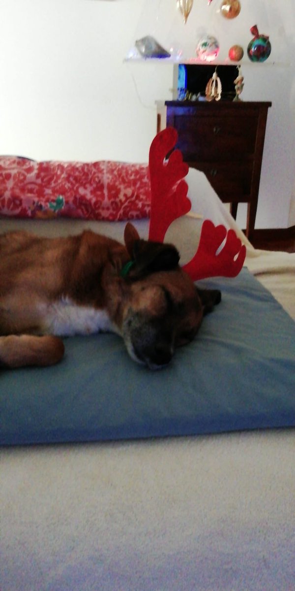 AlessandroMorichetti tweet media