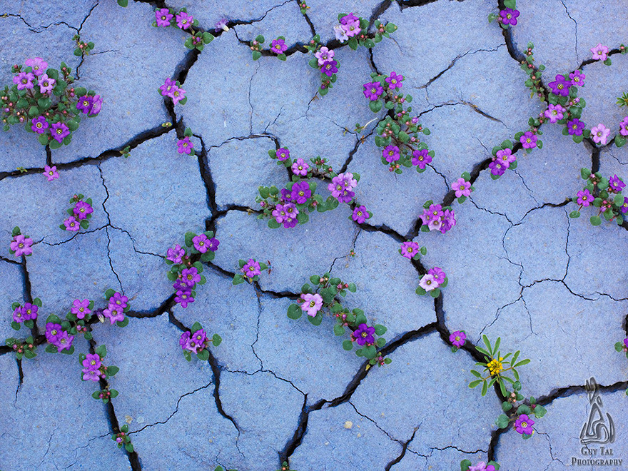 lavieestbelIe's tweet photo. Wildflowers in a desert photographed by Guy Tal https://t.co/eZG8OVHJsY