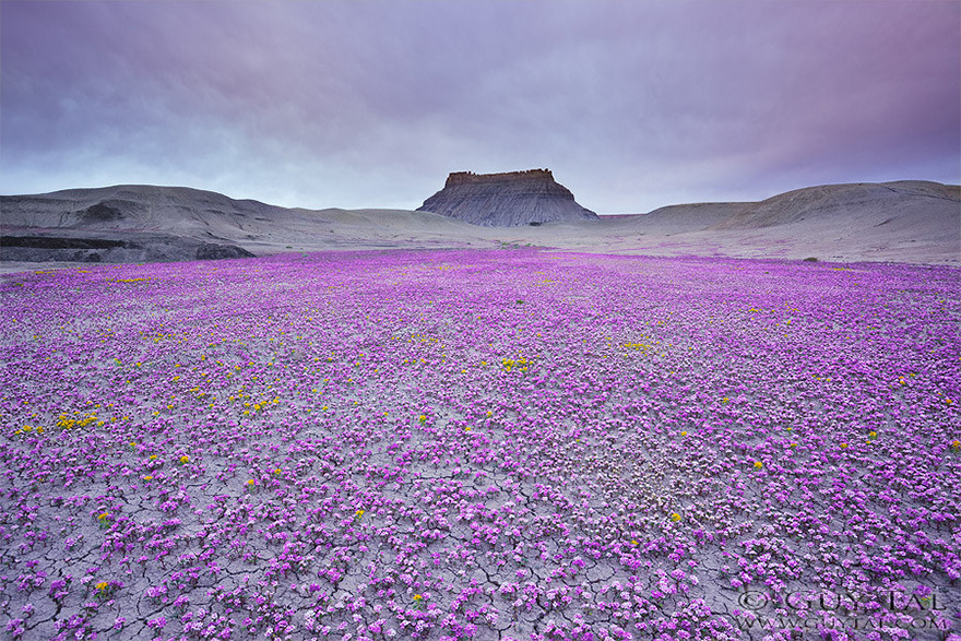 lavieestbelIe's tweet photo. Wildflowers in a desert photographed by Guy Tal https://t.co/eZG8OVHJsY