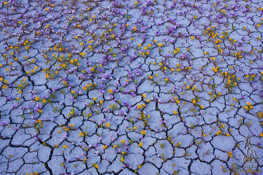 lavieestbelIe's tweet photo. Wildflowers in a desert photographed by Guy Tal https://t.co/eZG8OVHJsY