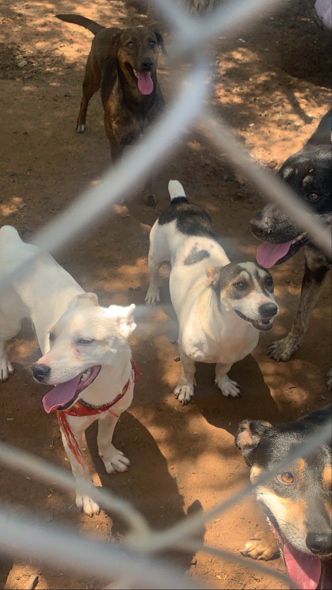 avcast1's tweet photo. Hoy visité el refugio de @dameunapatapy con mis amigos y fue la mañana mas hermosa que tuve, ellos ayudan a los perritos en situación de calle 🐶 los rehabilitan y los ponen en adopción, tienen 60 perritos... https://t.co/AcHGcboav6