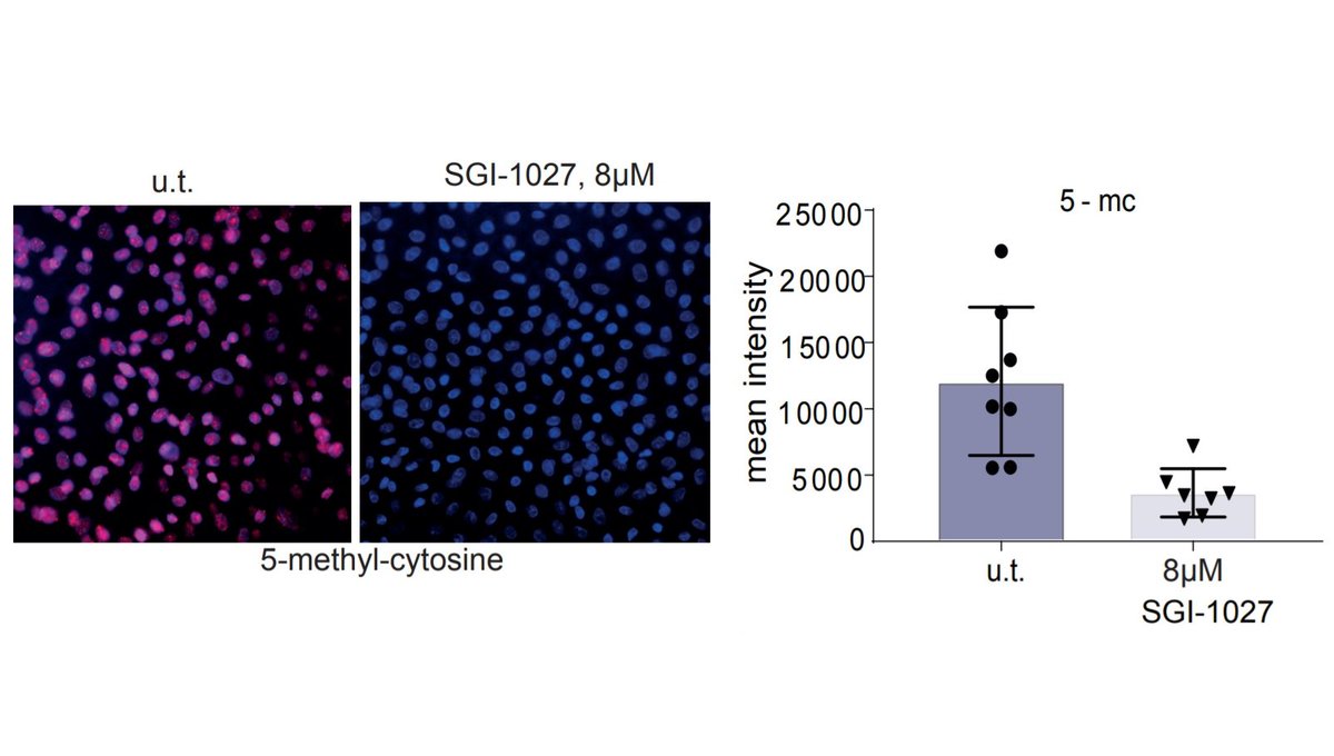 Inhibition of CpG methylation improves the barrier integrity of bronchial epithelial cells in asthma; First and Corresponding author: Paulina Wawrzyniak;
Download the article here: bit.ly/3rcaVIO
#asthma #epigenetics

journalallergy.com