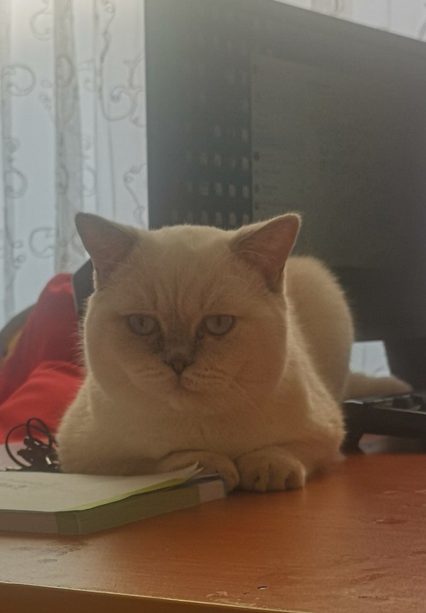 Kedimiz kumlubel mah bayraktar sokak civarında kaybolmuştur Görenlerin 0 (536) 476 06 06 bilgi vermeleri rica olunur #eskisehir