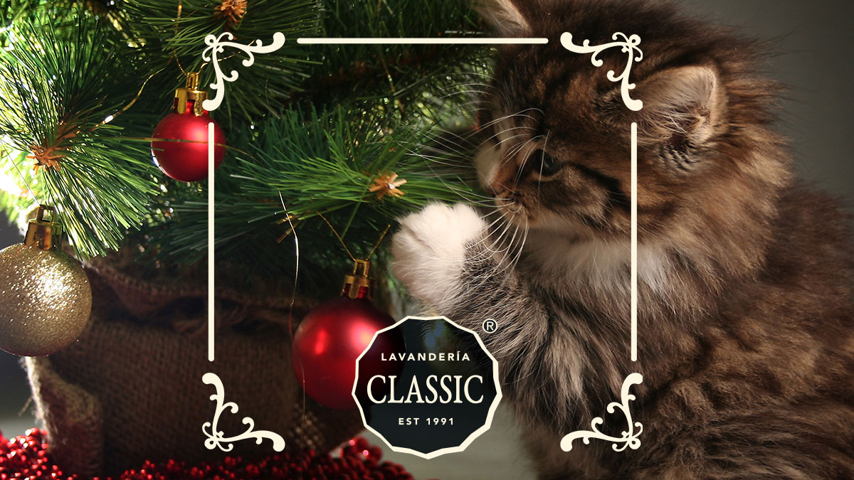LavClassic's tweet photo. Para los amantes de los michis diseñamos una nueva forma de desinfectar para preservar la salud de esas afelpadas patitas que nos enamoran, por supuesto hablamos de la Línea Toronja. Regala seguridad y protección natural, ingresa a:
https://t.co/PQmG2I9M2W https://t.co/9QiiEMAp1l