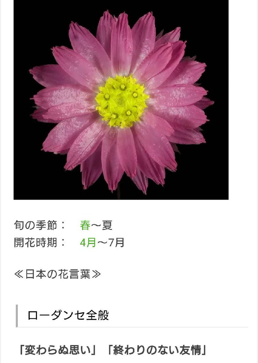 即納特典付き 迫力満点コルク樫付き コウモリラン 花言葉は 助け合う 宅急便代込み 偉大な Talalsalman Com 即納特典付き 迫力満点コルク樫付き コウモリラン 花言葉は 助け合う 宅急便代込み 偉大な Talalsalman Com