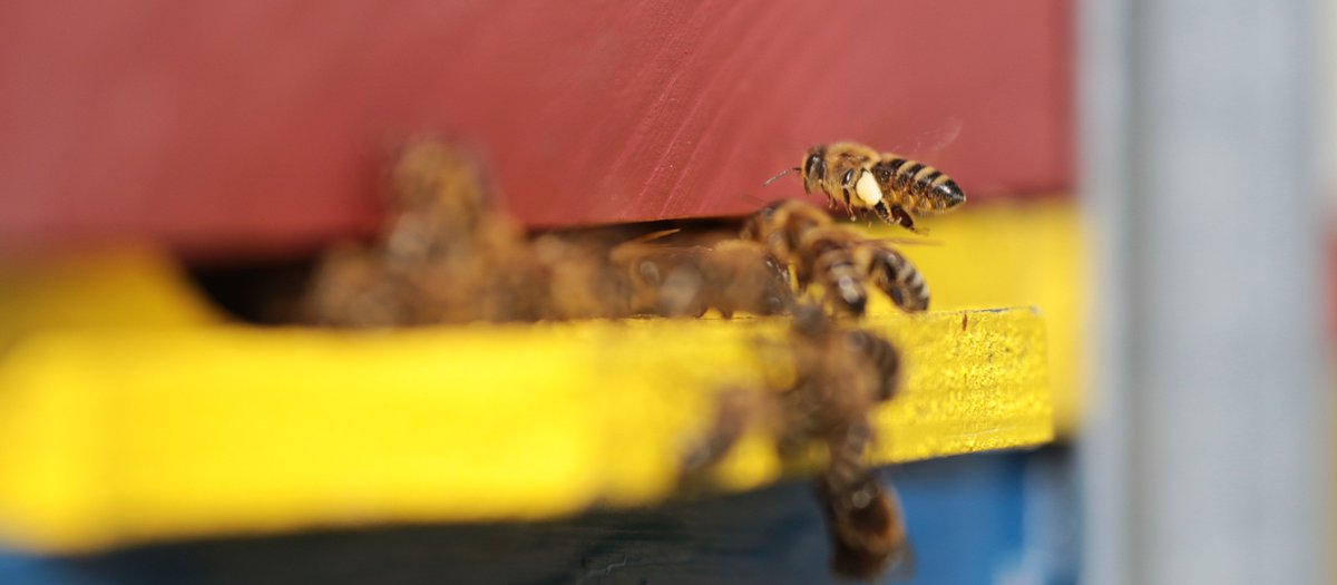 PMatuzic's tweet photo. Bees :) https://t.co/f5AQNiZGix
