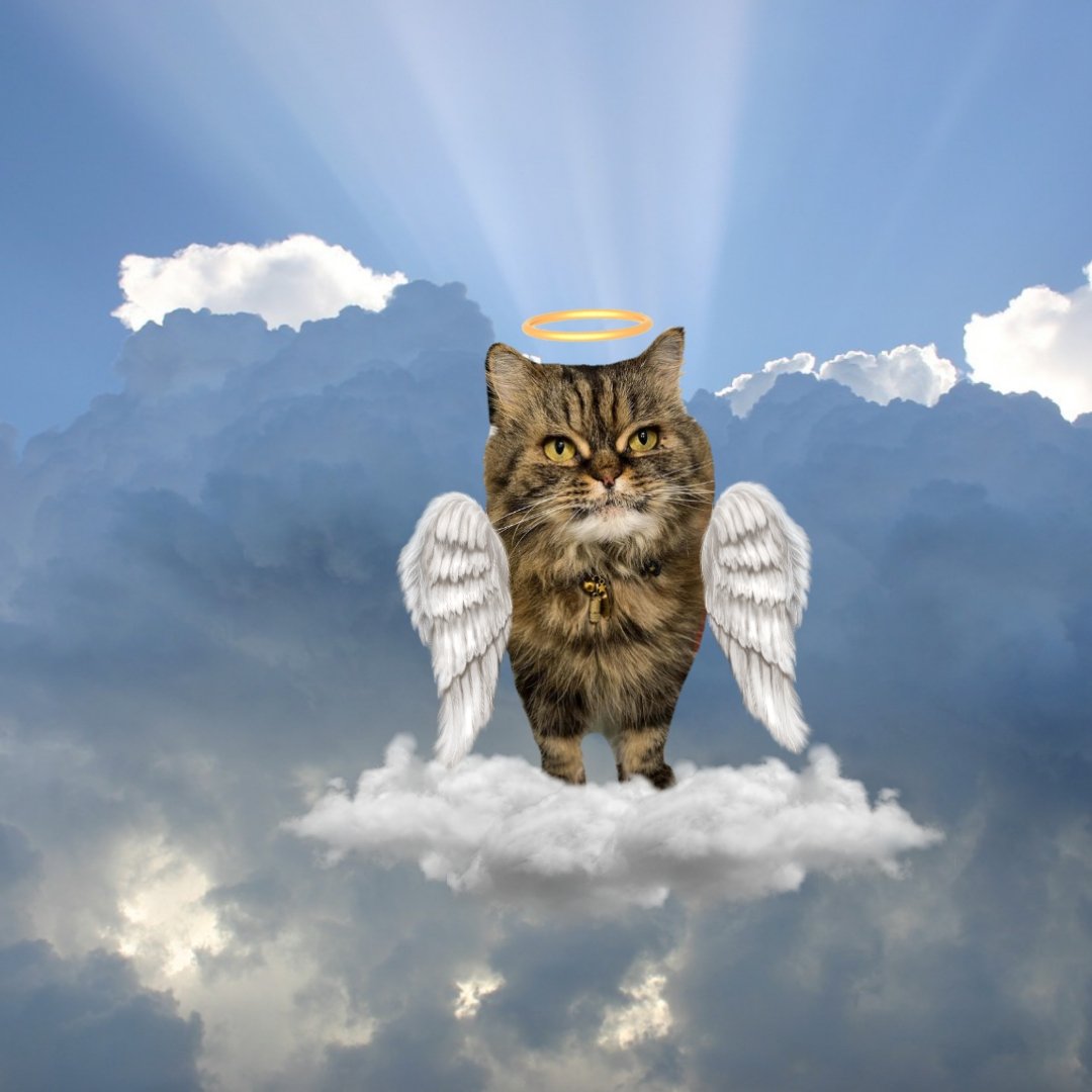 Mia Panfur 😺 tweet media