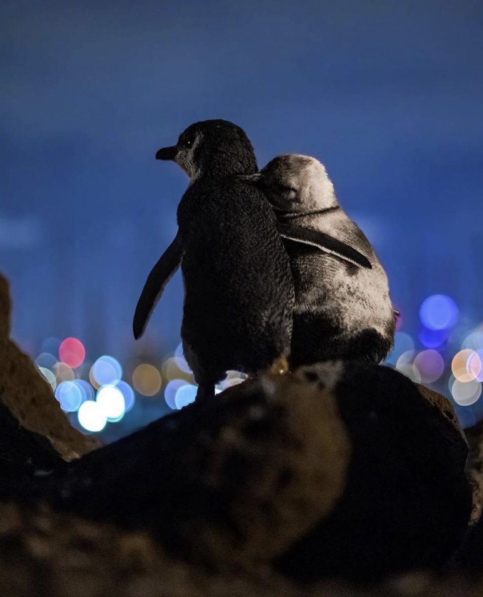 BellaLack's tweet photo. Both of these penguins are widowed, and meet regularly to comfort each other... 🥺 https://t.co/9RmWKQlAZw